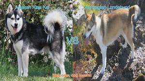 Alaskan Klee Kai VS Norwegian Lundehund