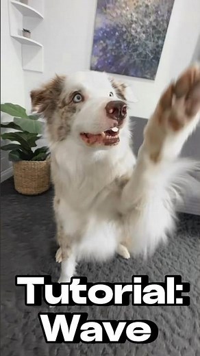 Wave - Dog trick tutorial