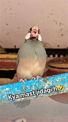 Kya mast Jindagi h 🥳 #java #javasparrow