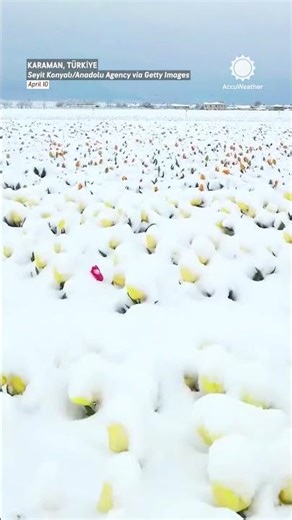 Snow on Spring Flowers in Türkiye