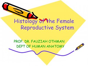 PPT - Histology of the Female Reproductive System PowerPoint Presentation - ID:9507236