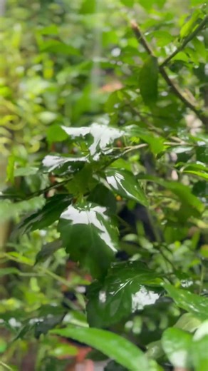 Heavy Rain #asmr #heavyrain #rain #rainsounds #stom #thunder #thunderstorm #shorts