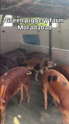 35. Powerful & Premium Duroc Pigs 🐷🔥 | Strength and Quality at Green Piggery Farm 🌿"