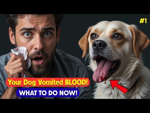 Your Dog Just Vomited Blood | What to Do IMMEDIATELY! | Dog Health Emergency Guide