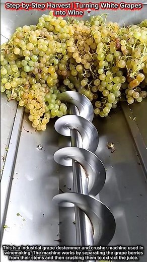 Step-by-Step Harvest | Turning White Grapes into Wine 🍷