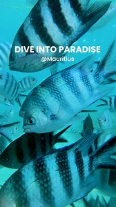 🌊 Dive into the Hidden Beauty of Mauritius 🌊 Mauritius isn’t just stunning above sea level — beneath the waves lies a vibrant world waiting to be explored. Swim through crystal-clear waters, glide past coral gardens, and get up close with colorful tropical fish. Every dive reveals something magical — from playful shoals to serene marine life. If you’ve never seen Mauritius from below, you’re only seeing half its beauty. 📍 Dive in. Explore more. Feel the wonder. #ScubaMauritius #UnderwaterPara