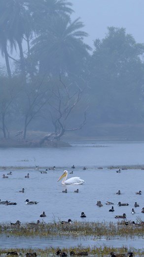 A day at Keoladeo National Park, Bharatpur — where every frame tells a story of nature’s magic. Rajasthan’s hidden gem for bird and wildlife lovers. If you enjoy the view, don’t forget to share and follow for more! #faisalmagnet #nikon #nikonindiaofficial #birds #wildlife #naturelovers | Faisal Magnet