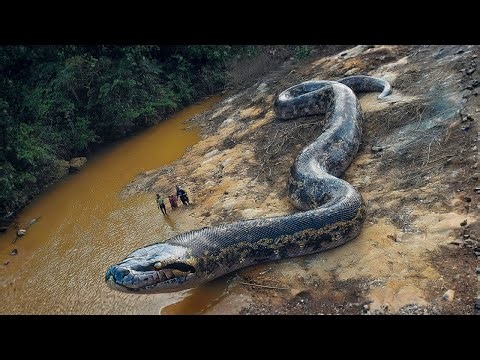 Unexplained Creatures Caught on Camera in the Wildest Places