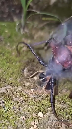 3M views · 11K reactions | The bombardier beetle is a fascinating...