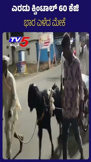 Goat Pulls 2 Quintals 60 kg Wheat Bag | ಎರಡು ಕ್ವಿಂಟಾಲ್ 60 ಕೆಜಿ ಭಾರ ಎಳೆದ ಮೇಕೆ