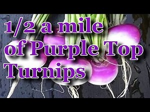 Planting over 1/2 a mile of Purple top turnips!
