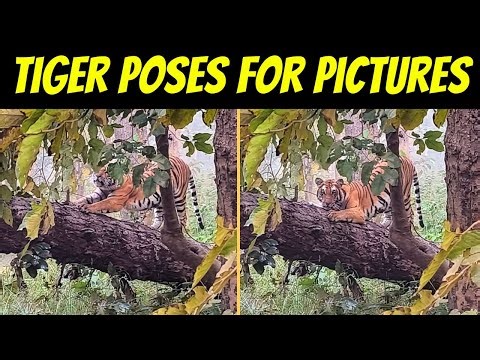 TIGER POSES FOR PICTURES | KISHANPUR JUNGLE SAFARI | DUDHWA TIGER RESERVE