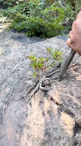 1.5M views · 7.6K reactions | Bonsai | Bonsai Art | Facebook