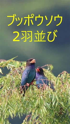 ブッポウソウ２羽並び#ブッポウソウ#２羽並び