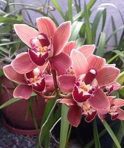 Cymbidium : Culture, Floraison et Conseils d'entretien