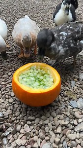 Duck ASMR except there’s loud ducks quacking in the background🥒🦆 #DunkinDucks #Ducks #PetDucks #CallDucks #FarmAnimals #Pumpkin #Halloween | Dunkin Ducks