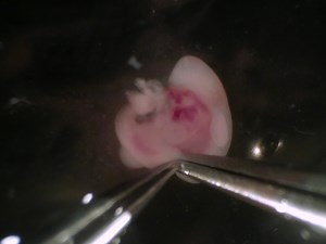 Isolation of Murine Embryonic Hemogenic Endothelial Cells