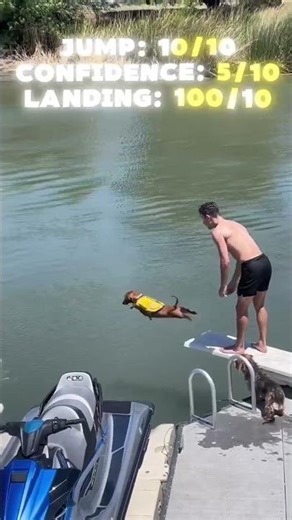 Animals Trying Their Best (Rating Them) ⭐