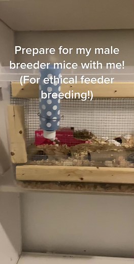 Preparing for My Male Breeder Mice: Ethical Feeder Breeding
