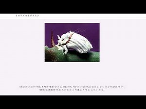 イセリアカイガラムシ