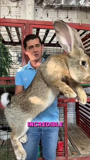 This Giant Rabbit Is Bigger Than You Think! 🐰😲 #shorts