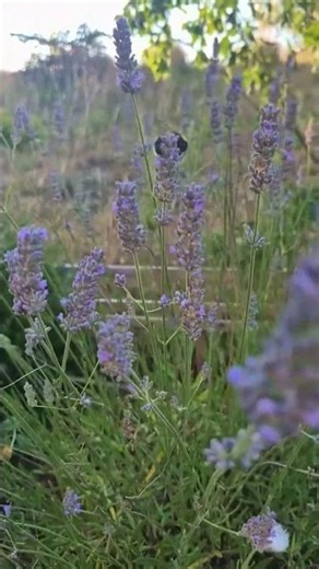 Bumblebee flying around violet blossoms #nature #bumblebee