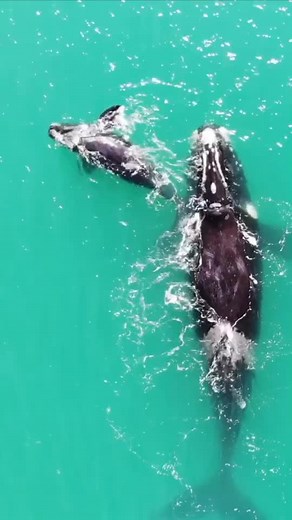 Latest Sightings on TikTok