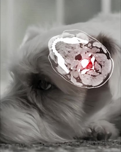 51 reactions · 5 comments | Finally! Automatic Bark Control That...