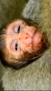 Jungle Milk Shortage Leaves Newborn Monkey Struggling as Mother's Supply Dries Up Unexpectedly | Monkey history 2024