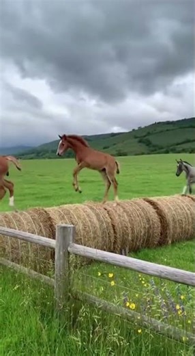 Ponies playing in the pastoral scenery look like a painting