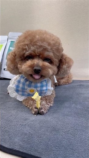 Chicken breast, fruit, vegetable, and cheese sticks are nutritious, delicious. #pets #cute #healthy