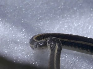 2.1M views · 45K reactions | Garter Snake - [ हिन्दी डाक्यूमेंट्री ] #documentary #discovery #discoverychannel #wildworlddocumentary | Wild World | Facebook