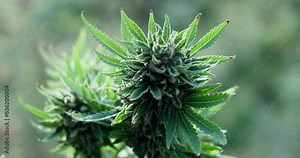 Weed, greenhouse and pollen on marijuana buds for cannabis or pharmaceutical, natural and medical research for mental benefit. Plant, sativa and indica leave for genetics and study of thc or cbd.