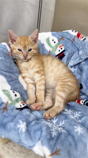 30K views · 4.1K reactions | Bedtime for Butterscotch ️ . Those...