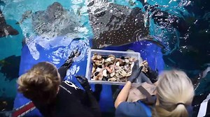 Feeding Time for Spotted Eagle Rays