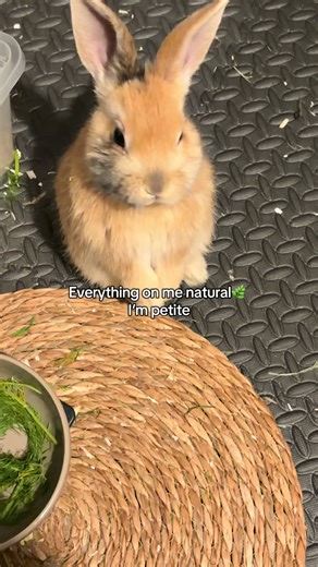 Adorable Bunny Moments: The Cutest Pet Showcase