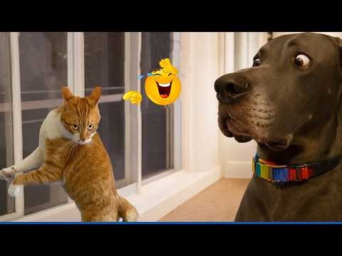 You Can’t Stop Laughing At These Pets 🤣 Funny Pets Compilation 🐾