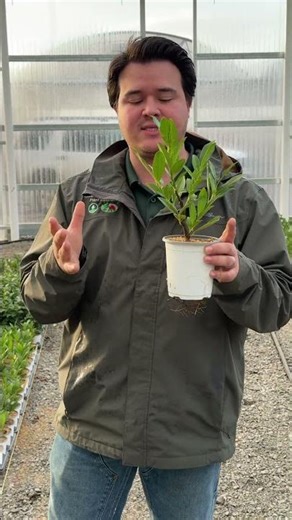 1 Quart Otto Luyken Laurel