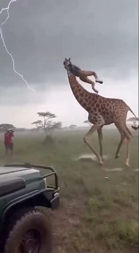 Bizarre Animal Encounter Giraffe Takes Girl During Thunderstorm