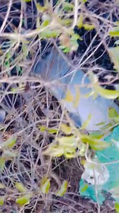 1.8K views · 50 reactions | Crown crane boy | Kirmani Breeding Farm | Facebook