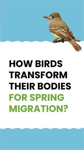 How Birds Transform Their Bodies for Spring Migration