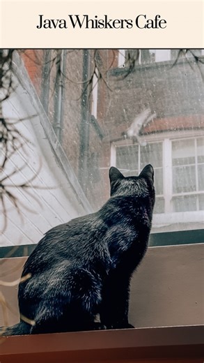 Wonder Lesea on Instagram: "🐱Java Whiskers Café- rescue center for cats, where you can spend time with cats and kittens searching for their forever homes. 🐈‍⬛Every visit is an opportunity not only to relax but also to support these animals. 🏠 The café has two spaces: Cat Lounge for adult cats and Kitten Lounge for little kittens. In each area, you can safely play with the furry residents and, if you wish, learn more about adopting them. 📅 Booking is required: spaces are limited to ensure the