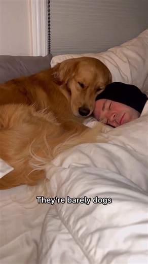 Dev | dog mom + boy mom on Instagram: "I don’t understand people who don’t let their dogs sleep in their bed- like that’s literally one of the best parts of having a dog - their cuddles!!! . . . #goldenretriever #dogsinbed #dogfamily"