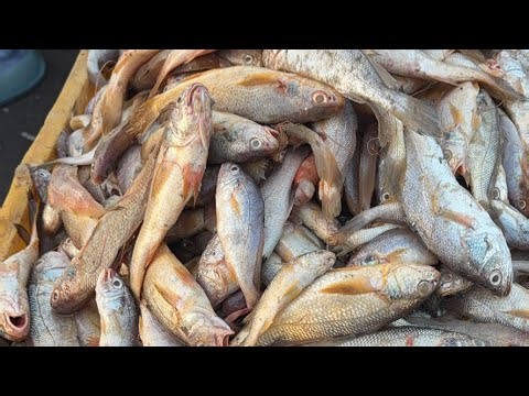 Sasoon Dock fish market Colaba