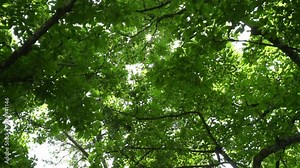 Light peeking through the lush tree canopy in the spring - looking up pov from a person walking