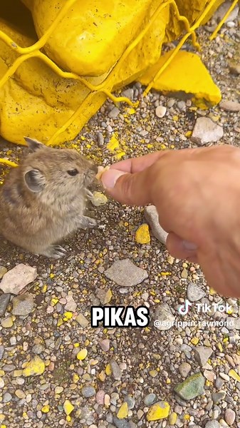 Pika ✨#fyp #animals #cute #tiktok #foryou #viral | pika