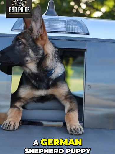 12 Essential Tips Before Getting a German Shepherd Puppy