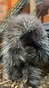 12K views · 555 reactions | Meet Poppy the porcupine! She is the newest animal ambassador for the Center for Wildlife in Cape Neddick. STORY: https://tinyurl.com/bdeyen6v | WGME CBS 13 News, Portland | Facebook