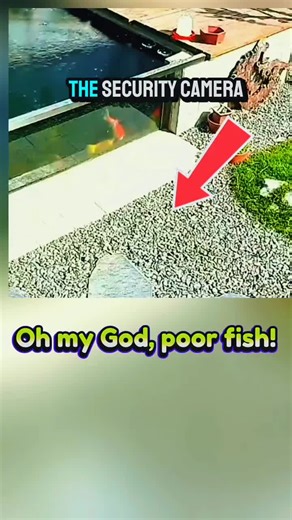 Catching Big Fish: The Fisher Cat's Amazing Skills