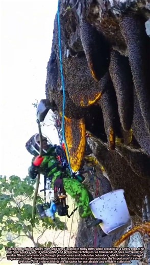 Cliffside Honey Harvesting Techniques Using Safety Ropes and Bee Management